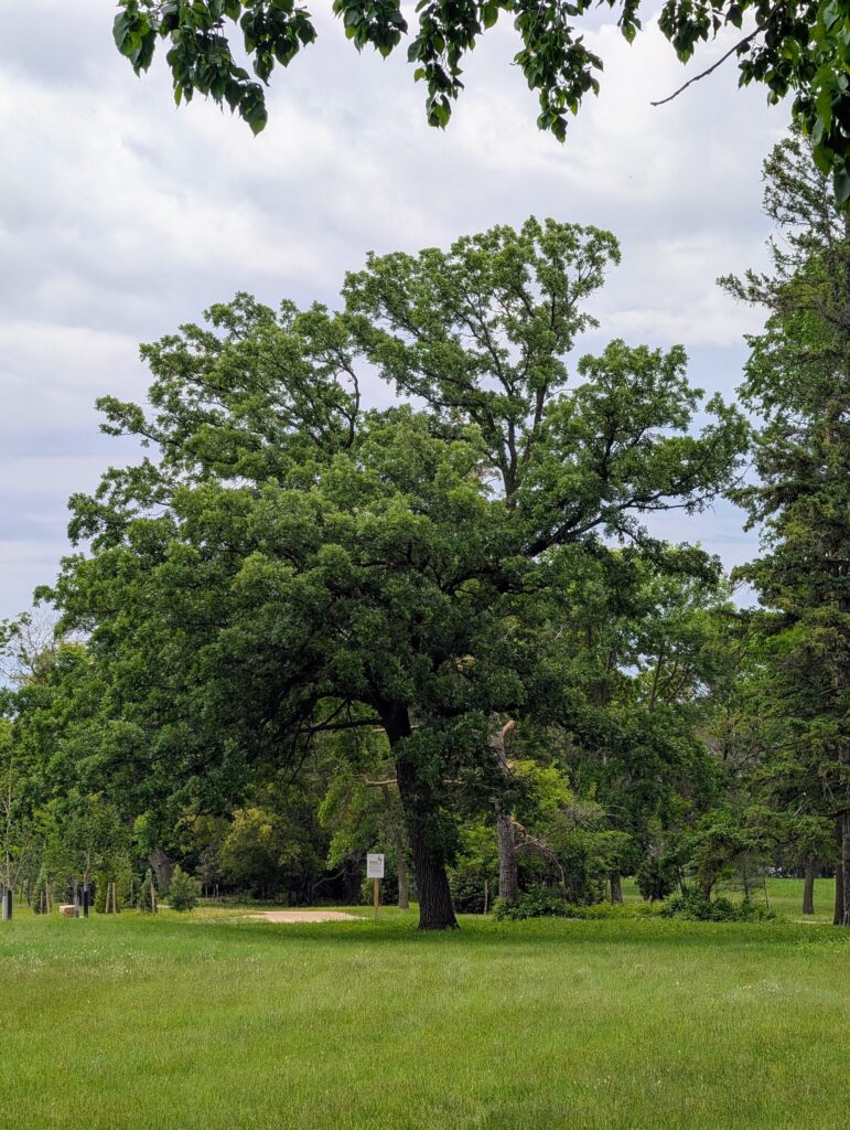 What Urban Tree Heat Stress Means for Greener Winnipeg Spaces