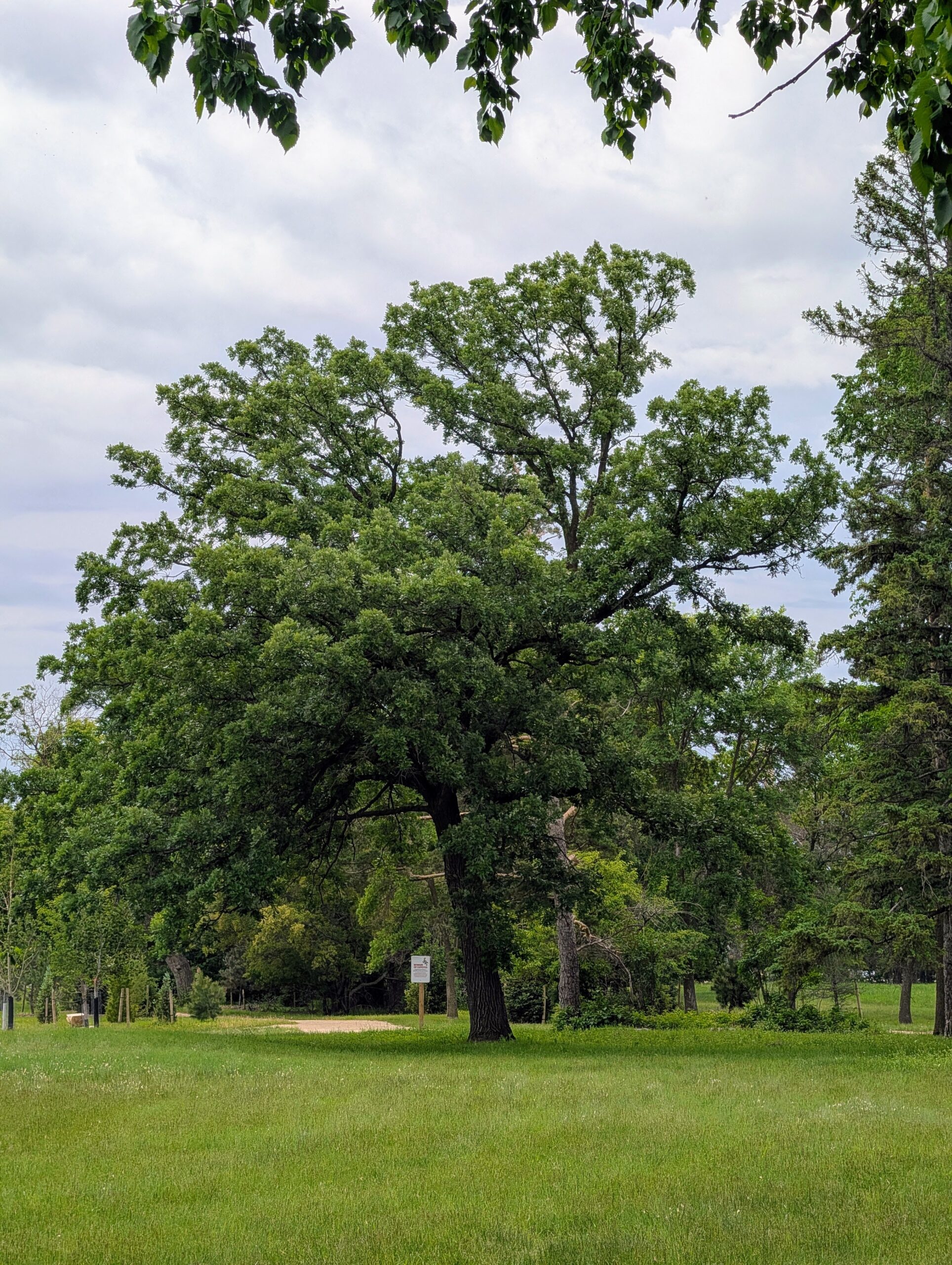 What Urban Tree Heat Stress Means for Greener Winnipeg Spaces